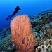 sponge_barrel_kimafuk04_v_0028_sul1977.jpg